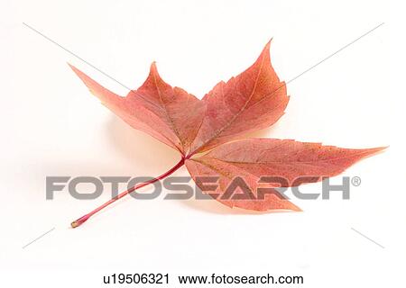 autumn, indoor photo, close-up, CLOSE, alfred View Large Photo Image Stock Image - autumn, indoor photo, close-up, CLOSE, alfred. Fotosearch