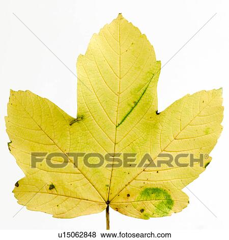 autumn, indoor photo, close-up, CLOSE, alfred View Large Photo Image Stock Photo - autumn, indoor photo, close-up, CLOSE, alfred. Fotosearch