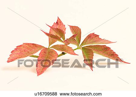 autumn, indoor photo, close-up, CLOSE, alfred View Large Photo Image Stock Photo - autumn, indoor photo, close-up, CLOSE, alfred. Fotosearch