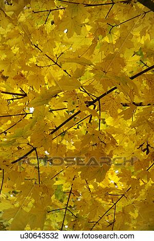 autumn-like, ahornblaetter, autumn, alfred, ahorngewaechse, aceraceae View Large Photo Image Stock Image - autumn-like, ahornblaetter, autumn, alfred, ahorngewaechse, aceraceae. Fotosearch