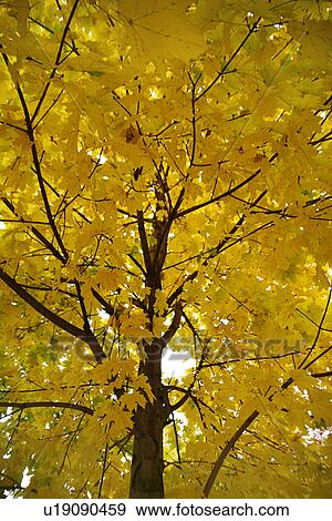 Stock Photo - autumn-like, ahornblaetter, autumn, alfred, ahorngewaechse, aceraceae. Fotosearch