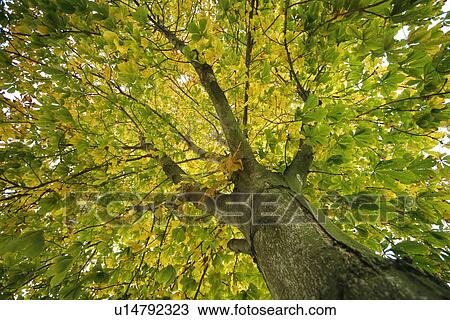 autumnal, autumn, autumn-like, autumn leaves, autumn foliage, alfred View Large Photo Image Stock Image - autumnal, autumn, autumn-like, autumn leaves, autumn foliage, alfred. Fotosearch
