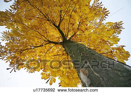 autumnal, autumn, autumn-like, autumn leaves, autumn foliage, alfred View Large Photo Image Stock Image - autumnal, autumn, autumn-like, autumn leaves, autumn foliage, alfred. Fotosearch