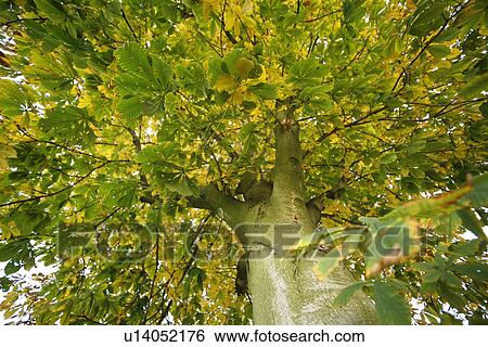 Stock Photograph - autumnal, autumn, autumn-like, autumn leaves, autumn foliage, alfred. Fotosearch
