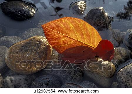 Picture - Bernhard, close-up, CLOSE, brown, autumn. Fotosearch
