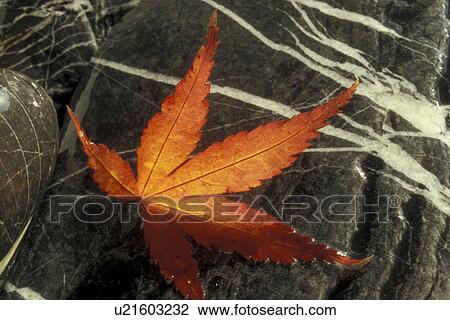 Bernhard, close-up, CLOSE, brown, autumn View Large Photo Image Stock Image - Bernhard, close-up, CLOSE, brown, autumn. Fotosearch