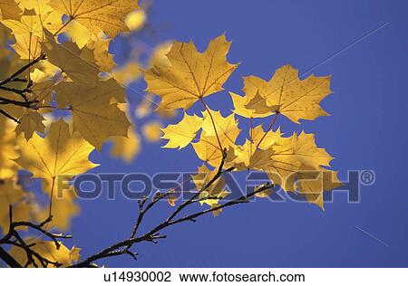 blue, ahornbaum, blauphoton, autumn, alexander, acer View Large Photo Image Stock Image - blue, ahornbaum, blauphoton, autumn, alexander, acer. Fotosearch
