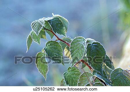 Stock Image - bough, branch, branches, Christian. Fotosearch