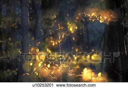 Stock Image - branch, autumn, beech forest, beech, beam, calf, austria. Fotosearch