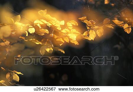 branch, autumn, beech forest, beech, beam, calf, austria View Large Photo Image Stock Photo - branch, autumn, beech forest, beech, beam, calf, austria. Fotosearch