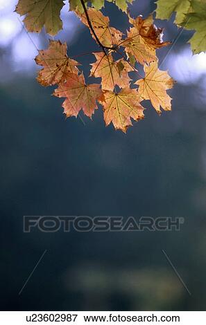 Stock Photo - branch, autumn, botany, autumnless, autumn-like, austria. Fotosearch