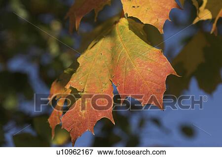 branch, day, colored, brown, autumn View Large Photo Image Stock Photo - branch, day, colored, brown, autumn. Fotosearch
