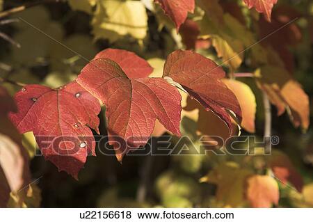 branch, day, colored, brown, autumn View Large Photo Image Stock Photo - branch, day, colored, brown, autumn. Fotosearch