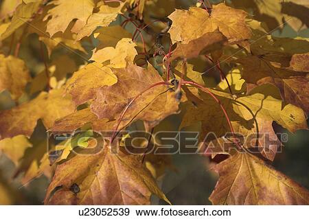 Stock Photo - branch, day, colored, brown, autumn. Fotosearch