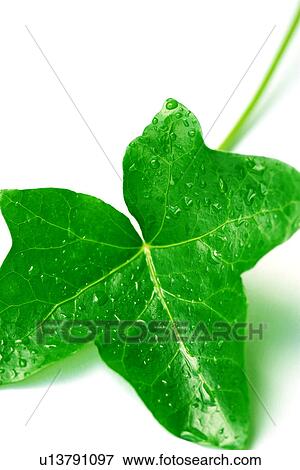 burkhard, CLOSE, close-up, drip, drop, green View Large Photo Image Stock Photo - burkhard, CLOSE, close-up, drip, drop, green. Fotosearch