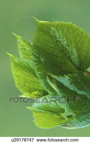 Stock Photo - Christian, CLOSE, close-up, day. Fotosearch