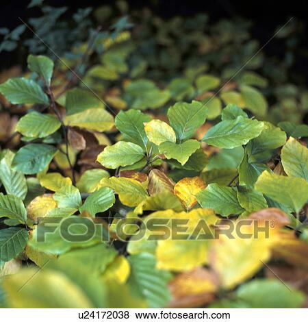 christoph, CLOSE, close-up, day, foliage, forest View Large Photo Image Stock Photo - christoph, CLOSE, close-up, day, foliage, forest. Fotosearch