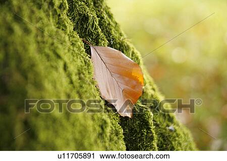 CLOSE, autumn, bryophyta, brown, beige, alfred View Large Photo Image Stock Image - CLOSE, autumn, bryophyta, brown, beige, alfred. Fotosearch