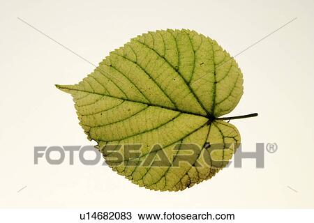 Stock Image - CLOSE, indoor photo, green, close-up, alfred. Fotosearch
