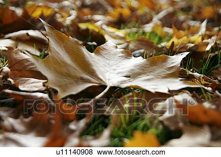 Stock Photo - close-up, alfred, CLOSE, brown, autumn, ahornbaum. Fotosearch