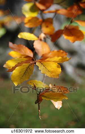 close-up, autumn, CLOSE, brown, branch, alfred View Large Photo Image Stock Image - close-up, autumn, CLOSE, brown, branch, alfred. Fotosearch