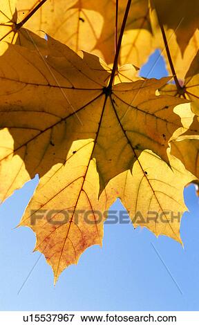 Stock Photo - colored, autumn, calf, blue, autumn-like, glowing, austria. Fotosearch
