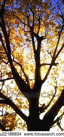 colored, autumn, calf, branch, back light, crown, austria View Large Photo Image Picture - colored, autumn, calf, branch, back light, crown, austria. Fotosearch