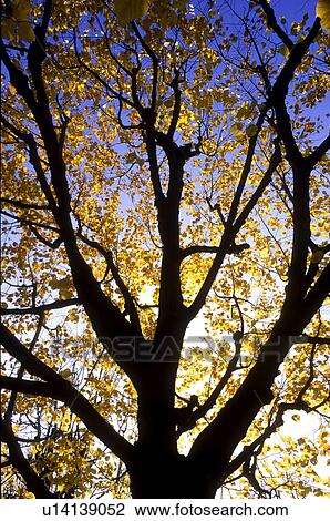 Stock Image - colored, autumn, calf, branch, back light, crown, austria. Fotosearch