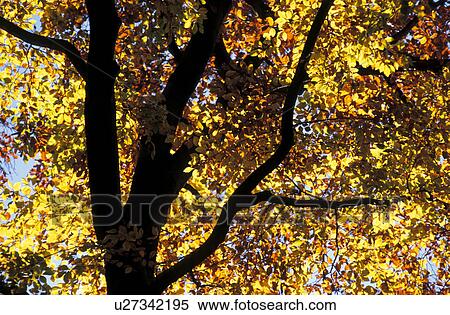 Stock Photography - colored, autumn, calf, branch, back light, glow, austria. Fotosearch