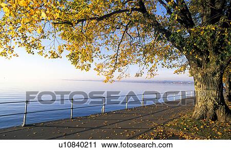 colored, autumn, calf, bregenz, banks, evening light, austria View Large Photo Image Stock Image - colored, autumn, calf, bregenz, banks, evening light, austria. Fotosearch