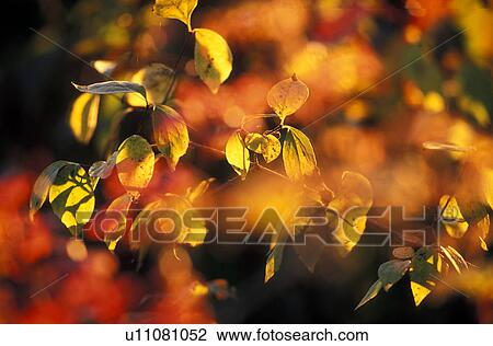 Stock Image - colored, autumn, calf, bright, beaming, farbkleckse, austria. Fotosearch