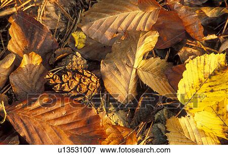 Stock Photo - colored, autumn, calf, burgenland, autumn foliage, duff, austria. Fotosearch
