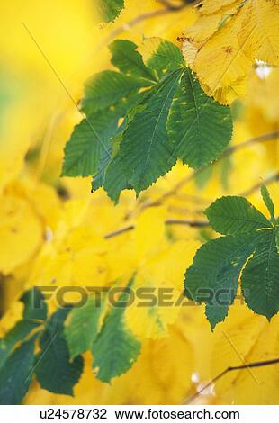 colored, autumn, chestnut tree, calf, autumn-like, colorful, austria View Large Photo Image Stock Image - colored, autumn, chestnut tree, calf, autumn-like, colorful, austria. Fotosearch