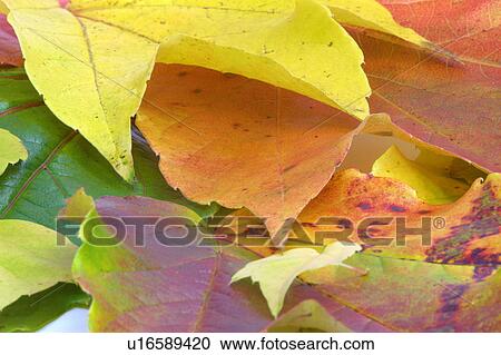 colorful, autumn, colored, buss, autumn leaves, alexandra View Large Photo Image Stock Image - colorful, autumn, colored, buss, autumn leaves, alexandra. Fotosearch