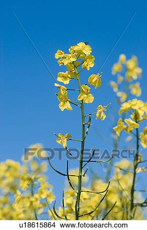 Picture - colza, cultivation, blue sky, crop, useful plant, yellow, canola field. Fotosearch