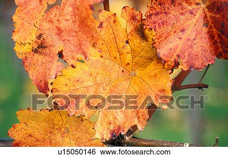 Stock Photograph - common, autumn, colored, calf, autumn-like, cultivation, austria. Fotosearch