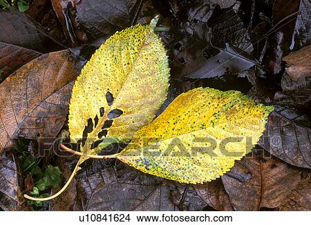 decaying, autumn, damp, calf, burgenland, foliage, austria View Large Photo Image Picture - decaying, autumn, damp, calf, burgenland, foliage, austria. Fotosearch
