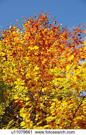 Stock Image - discolored, blue, colored, branches, branch, flims, autumn. Fotosearch
