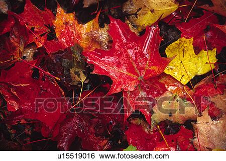 drop, autumn, drip, close-up, CLOSE, ahornbaum View Large Photo Image Stock Photograph - drop, autumn, drip, close-up, CLOSE, ahornbaum. Fotosearch
