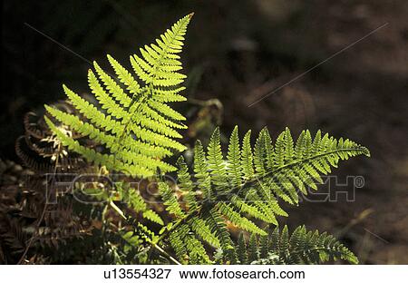 Stock Photo - fern, blauphoton, far, day, cellar, alexander. Fotosearch