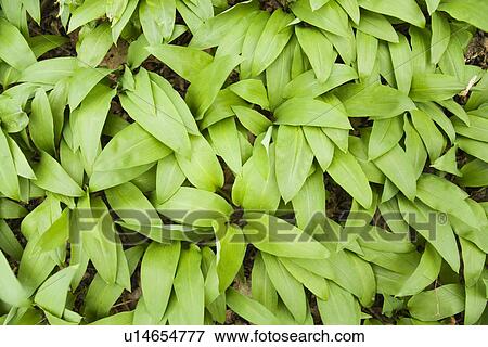 flora, aliment, eat, botany, allium, alfred View Large Photo Image Stock Photo - flora, aliment, eat, botany, allium, alfred. Fotosearch