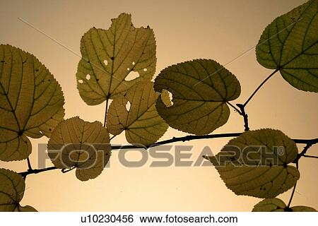Stock Photograph - foliage, autumn, close-up, CLOSE, brown, alfred. Fotosearch