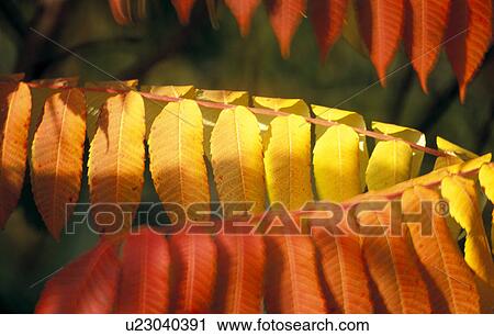 Stock Image - glowing, autumn, colorful, colored, calf, leaf, austria. Fotosearch