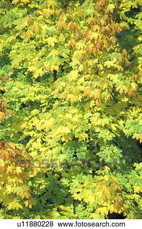 Stock Photo - green, ahornbaum, day, christoph, background, acer. Fotosearch