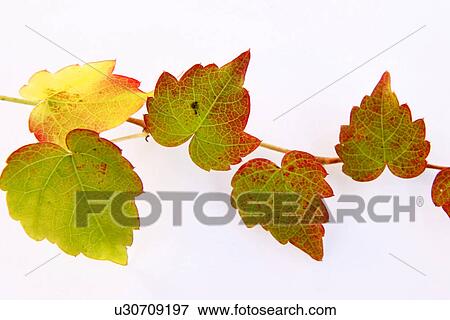 green, autumn, close-up, CLOSE, brown, alfred View Large Photo Image Stock Photo - green, autumn, close-up, CLOSE, brown, alfred. Fotosearch
