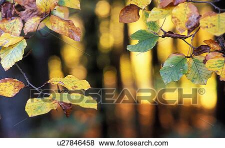 Stock Photo - herbstwald, austria, autumn, autumn-like, branch, branches, calf. Fotosearch