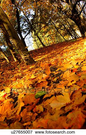 Stock Photo - leaf, autumn, diagonal, czech, background, angle. Fotosearch