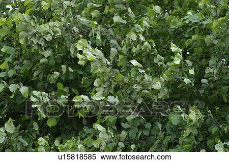 leaf, gust of wind, leaves, blades, tree, trees, breeze View Large Photo Image Stock Photography - leaf, gust of wind, leaves, blades, tree, trees, breeze. Fotosearch