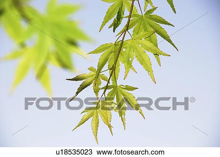 Stock Image - maple, tree, leaf, leaves, sky, green, nature. Fotosearch