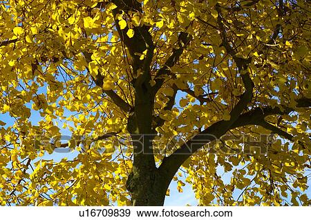 Stock Photo - tree, trees, deciduous tree, deciduous trees, crown, autumn, season. Fotosearch